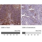 CD83 Antibody