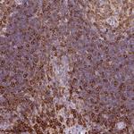 CD83 Antibody in Immunohistochemistry (Paraffin) (IHC (P))