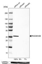 RNaseH2B Antibody in Western Blot (WB)