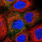 PAICS Antibody in Immunocytochemistry (ICC/IF)