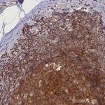 FCHO1 Antibody in Immunohistochemistry (Paraffin) (IHC (P))