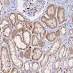 SLC26A1 Antibody in Immunohistochemistry (Paraffin) (IHC (P))