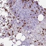 CD177 Antibody in Immunohistochemistry (Paraffin) (IHC (P))