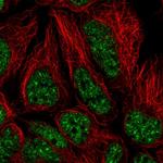 U2AF2 Antibody in Immunocytochemistry (ICC/IF)