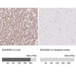 EHHADH Antibody