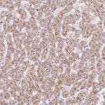 EHHADH Antibody in Immunohistochemistry (Paraffin) (IHC (P))