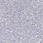 KV2.1 (KCNB1) Antibody in Immunohistochemistry (Paraffin) (IHC (P))