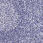 KV2.1 (KCNB1) Antibody in Immunohistochemistry (Paraffin) (IHC (P))