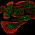 PGAM1 Antibody in Immunocytochemistry (ICC/IF)