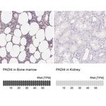 PADI4 Antibody