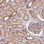 PEX3 Antibody in Immunohistochemistry (Paraffin) (IHC (P))