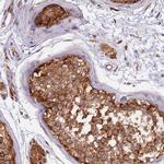 PEX3 Antibody in Immunohistochemistry (Paraffin) (IHC (P))