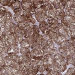 HSDL2 Antibody in Immunohistochemistry (Paraffin) (IHC (P))