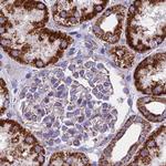 HSDL2 Antibody in Immunohistochemistry (Paraffin) (IHC (P))