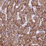 HSDL2 Antibody in Immunohistochemistry (Paraffin) (IHC (P))