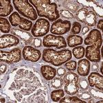 HAGH Antibody in Immunohistochemistry (Paraffin) (IHC (P))