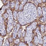 KGF Antibody in Immunohistochemistry (Paraffin) (IHC (P))