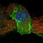 LEPREL2 Antibody in Immunocytochemistry (ICC/IF)