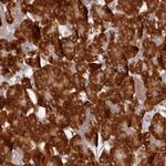 LEPREL2 Antibody in Immunohistochemistry (Paraffin) (IHC (P))