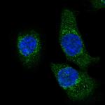 HADH Antibody in Immunocytochemistry (ICC/IF)