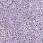 MYBPC3 Antibody in Immunohistochemistry (Paraffin) (IHC (P))