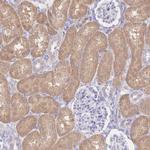 FAH Antibody in Immunohistochemistry (Paraffin) (IHC (P))