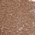 FAH Antibody in Immunohistochemistry (Paraffin) (IHC (P))