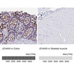 J Chain Antibody