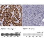 FDXR Antibody