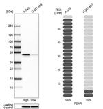 FDXR Antibody