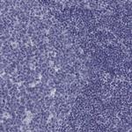 FDXR Antibody in Immunohistochemistry (Paraffin) (IHC (P))