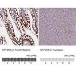 CYP2D6 Antibody