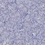 CYP2D6 Antibody in Immunohistochemistry (Paraffin) (IHC (P))