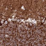 ATP1A3 Antibody in Immunohistochemistry (Paraffin) (IHC (P))