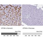 ATP4B Antibody