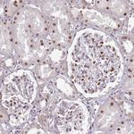 KPNA4 Antibody in Immunohistochemistry (Paraffin) (IHC (P))