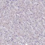 NPEPPS Antibody in Immunohistochemistry (Paraffin) (IHC (P))