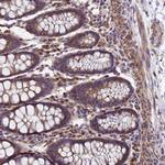 DUSP23 Antibody in Immunohistochemistry (Paraffin) (IHC (P))