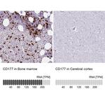 CD177 Antibody