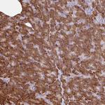 RALBP1 Antibody in Immunohistochemistry (Paraffin) (IHC (P))