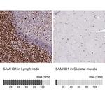 SAMHD1 Antibody