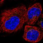 TMP21 Antibody in Immunocytochemistry (ICC/IF)