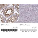 GPX4 Antibody