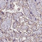 GPX4 Antibody in Immunohistochemistry (Paraffin) (IHC (P))