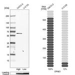 CPNE1 Antibody