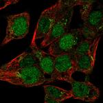 Mist1 Antibody in Immunocytochemistry (ICC/IF)