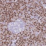 Mist1 Antibody in Immunohistochemistry (Paraffin) (IHC (P))