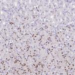 Mist1 Antibody in Immunohistochemistry (Paraffin) (IHC (P))