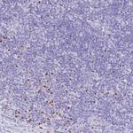 Mist1 Antibody in Immunohistochemistry (Paraffin) (IHC (P))