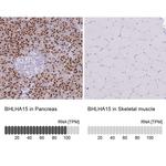 Mist1 Antibody